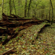 ビャウォヴィエジャの森 | ポーランドとべラルーシの国境にまたがる世界遺産