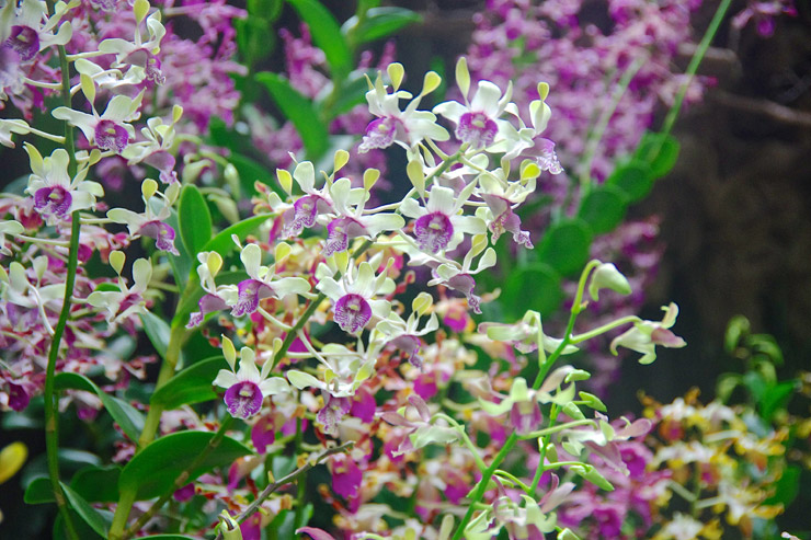 National Orchid Garden（国立ラン園）