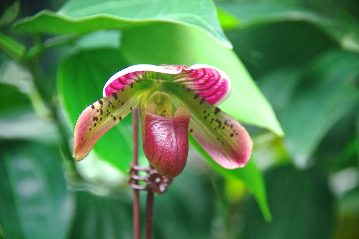 National Orchid Garden（国立ラン園）