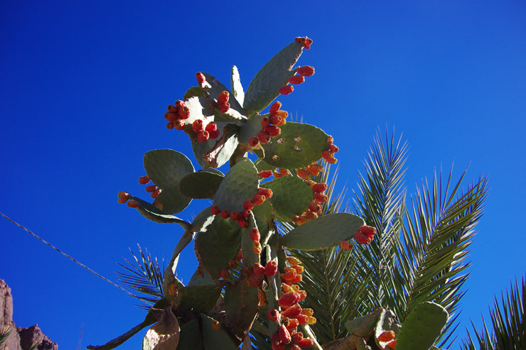 モロッコの植物