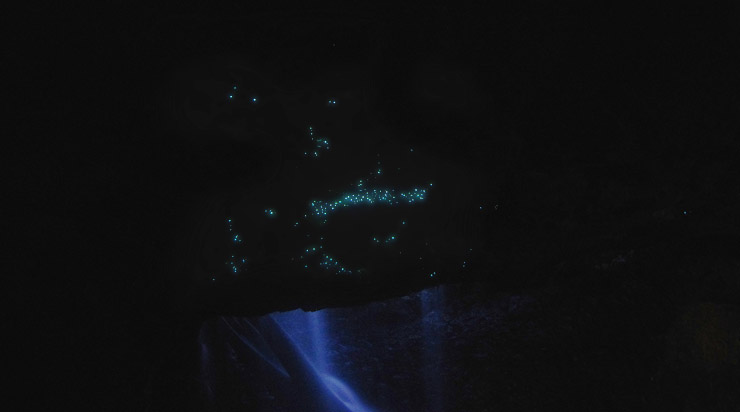 まるでラピュタの飛行石洞窟！土蛍が見せる神秘的な風景 | 世界遺産『オーストラリアのゴンドワナ雨林』