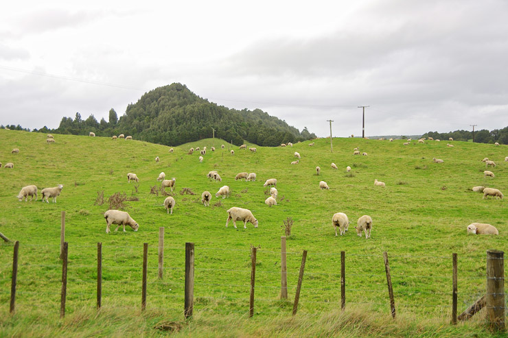 ニュージーランドの風景