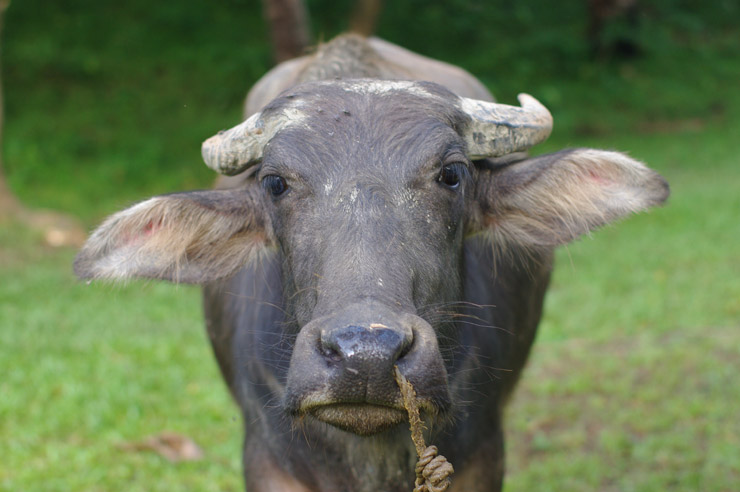 プエルトガレラに居た子牛